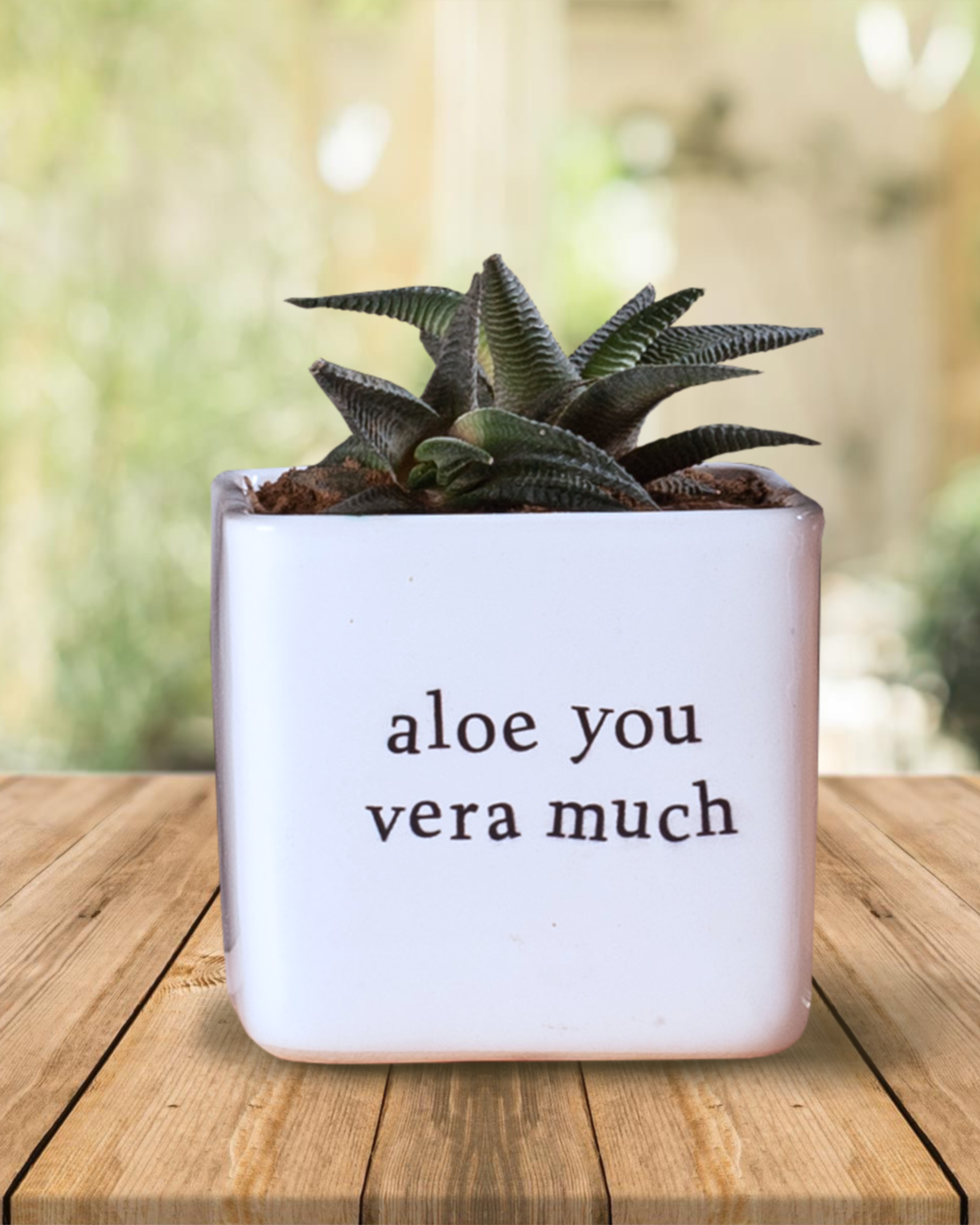 Aloe You Planter